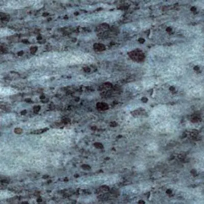 Kashmir Grey